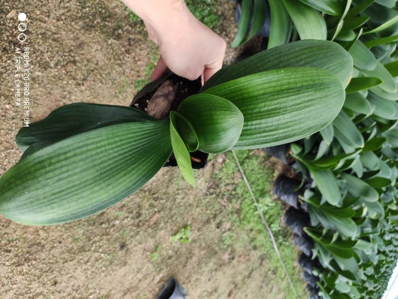 18杯君子兰A货永福花卉基地直销全国发货