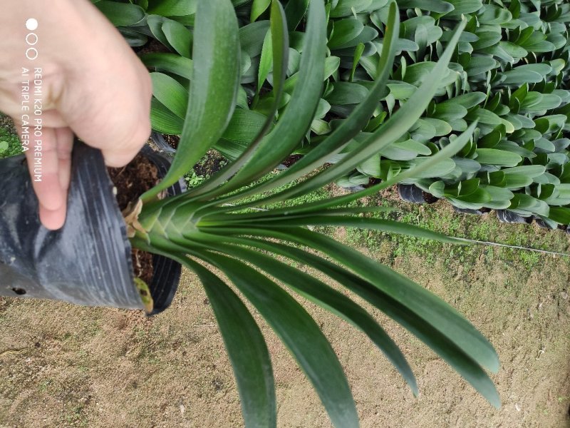 18杯君子兰A货永福花卉基地直销全国发货