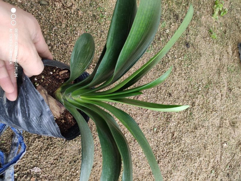 18杯君子兰A货永福花卉基地直销全国发货