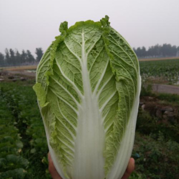 黄心大白菜，大小均匀，质量好