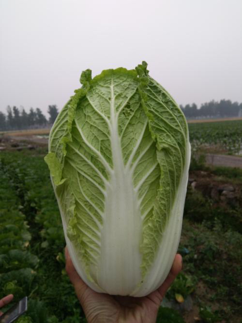黄心大白菜，大小均匀，质量好
