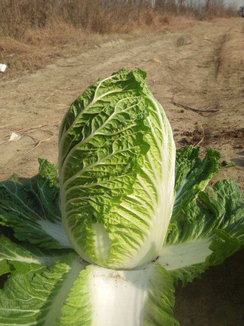 黄心大白菜，大小均匀，质量好