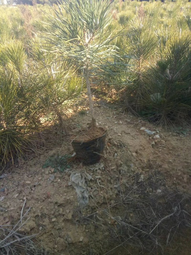 园林苗林包质包量