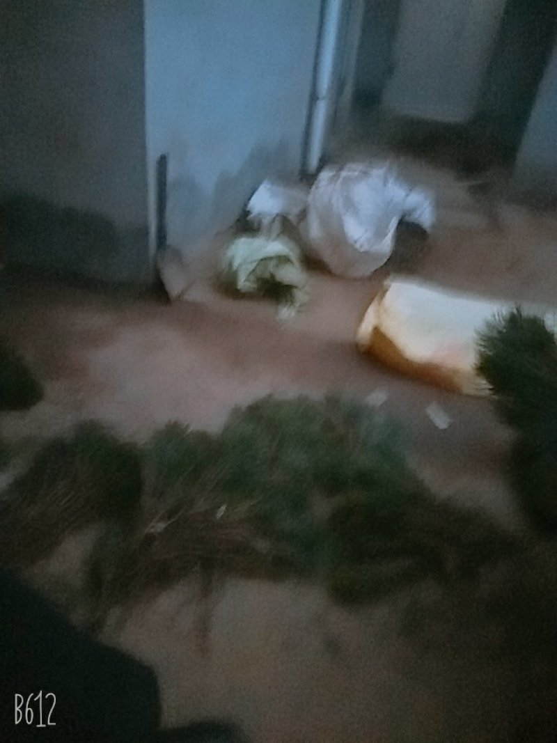 园林苗林包质包量