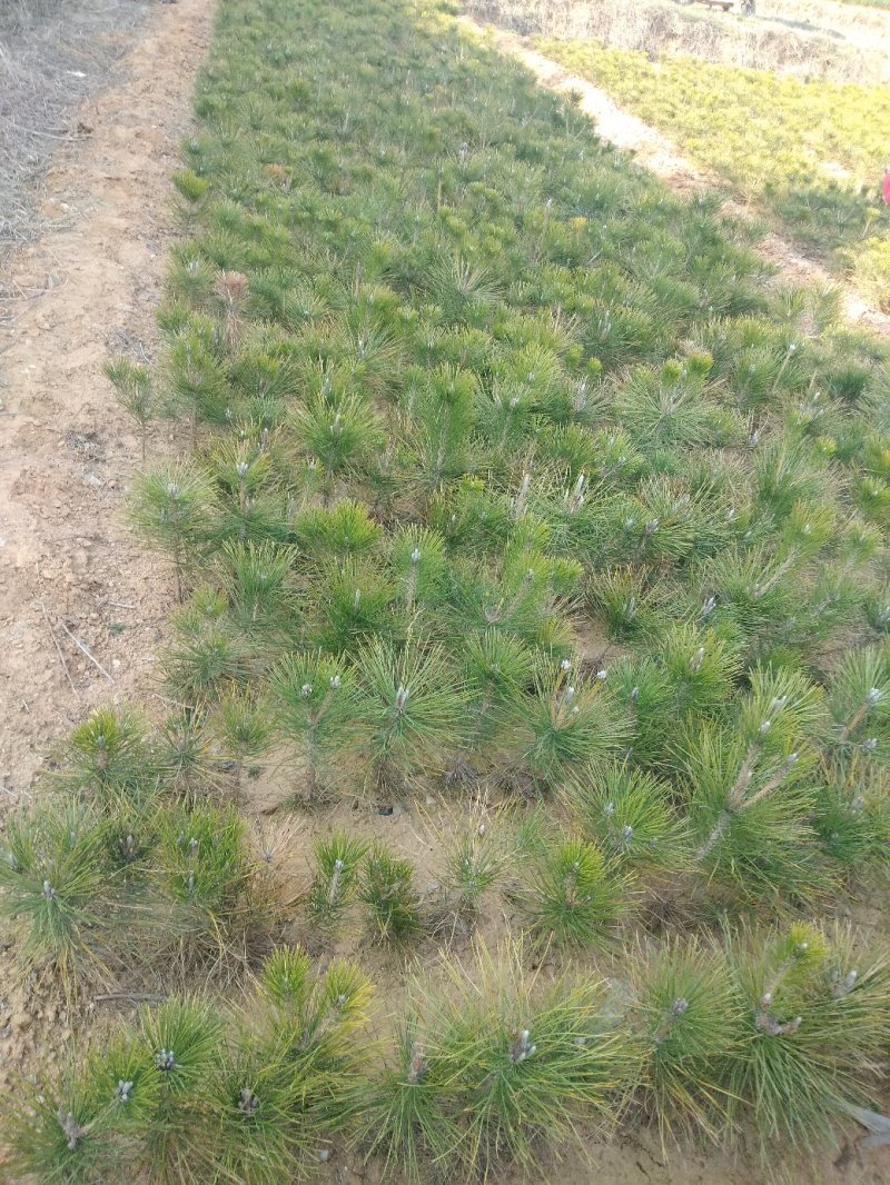 园林苗林包质包量