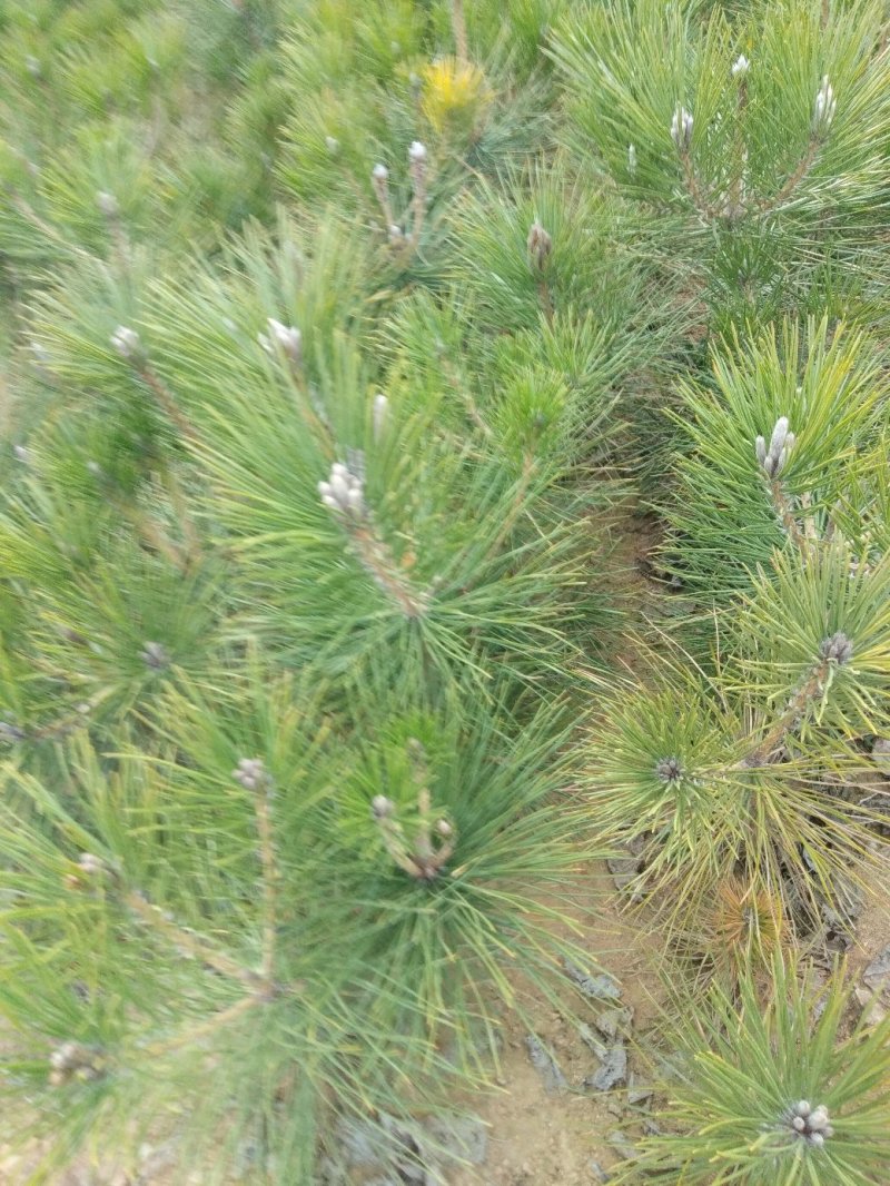 园林苗林包质包量