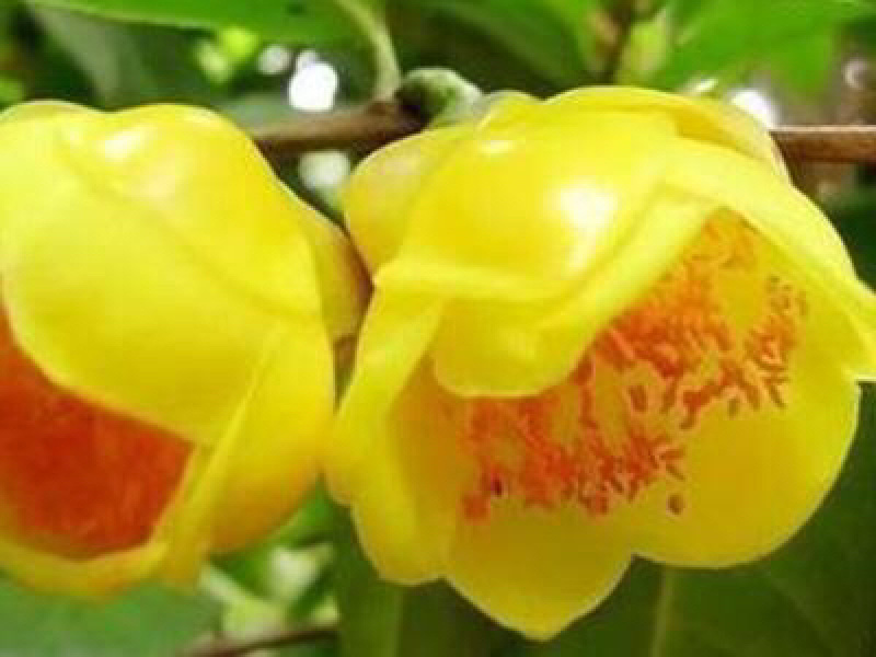 茶花苗防普金花茶苗阳台庭院种植