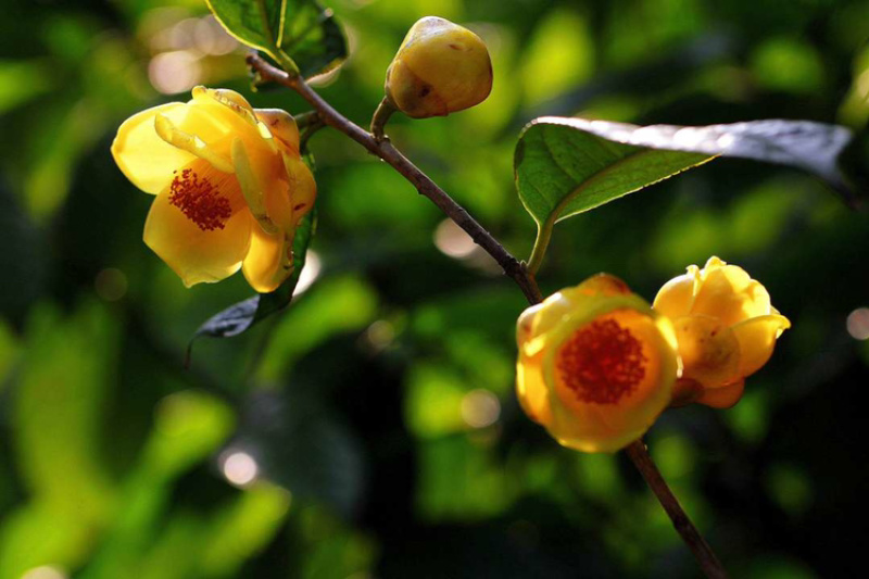 茶花苗防普金花茶苗阳台庭院种植