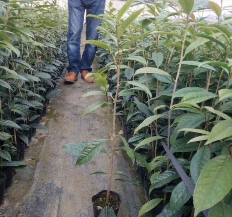 茶花苗防普金花茶苗阳台庭院种植
