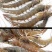 鲜活海鲜水产鲜货大虾活冻对虾冻虾白水湖东风袋