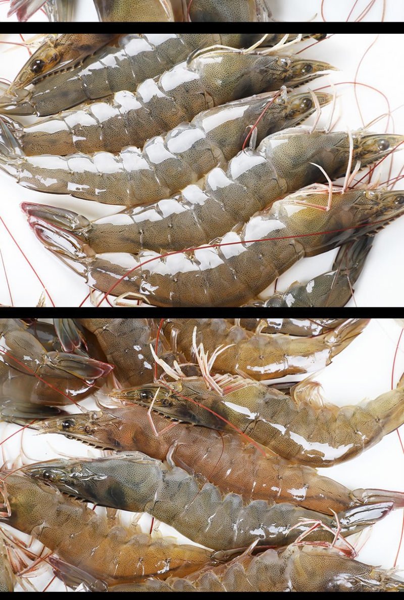 鲜活海鲜水产鲜货大虾活冻对虾冻虾白水湖东风袋