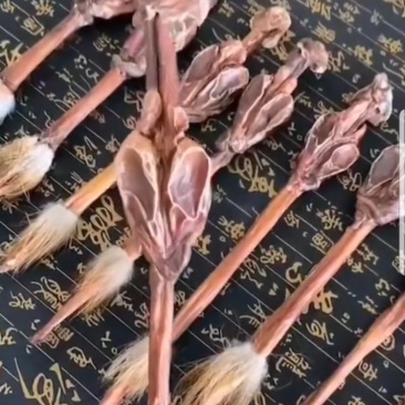 鹿鞭