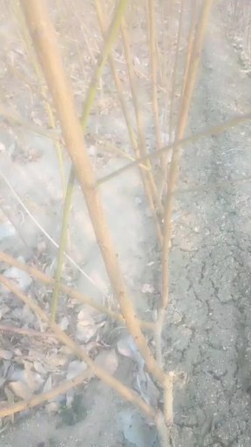 桃树苗：金秋红蜜桃苗一代晚熟超高产新品种