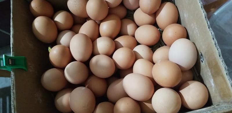彭县生态山鸡蛋纯粮蛋蛋黄大口感细嫩，回味无穷！