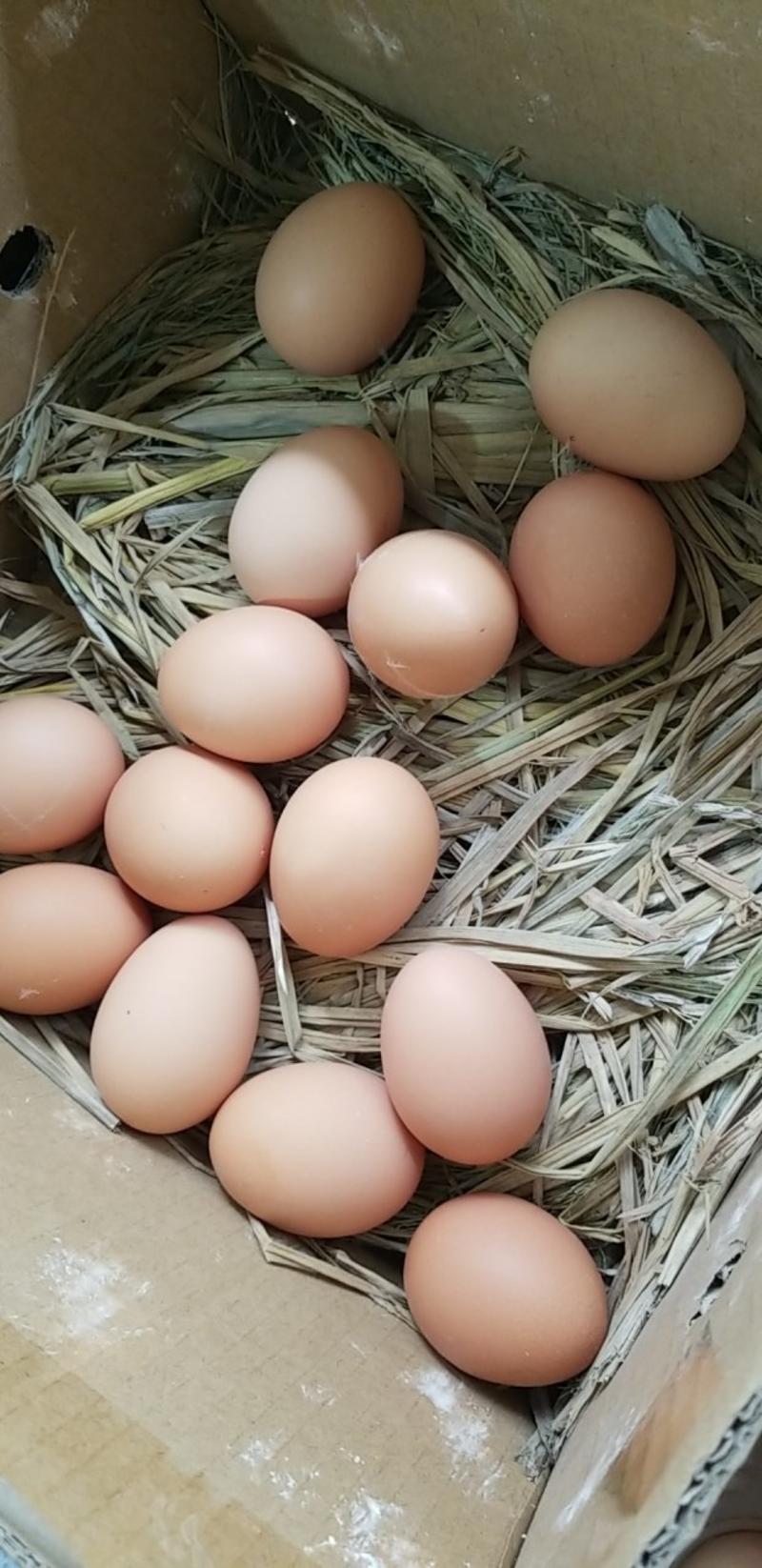 彭县生态山鸡蛋纯粮蛋蛋黄大口感细嫩，回味无穷！