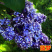 紫色丁香花苗丁香花树苗白色丁香花树苗丁香花