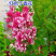 紫色丁香花苗丁香花树苗白色丁香花树苗丁香花