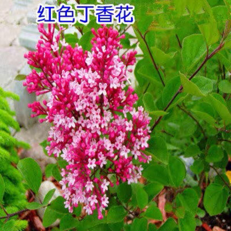 紫色丁香花苗丁香花树苗白色丁香花树苗丁香花