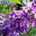 紫色丁香花苗丁香花树苗白色丁香花树苗丁香花