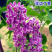 紫色丁香花苗丁香花树苗白色丁香花树苗丁香花
