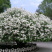 紫色丁香花苗丁香花树苗白色丁香花树苗丁香花