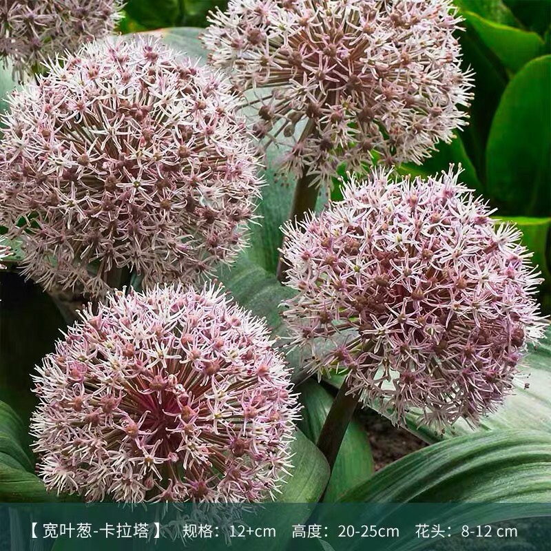 荷兰进口大花葱种球盆栽花卉植物庭院地栽种球当年开花