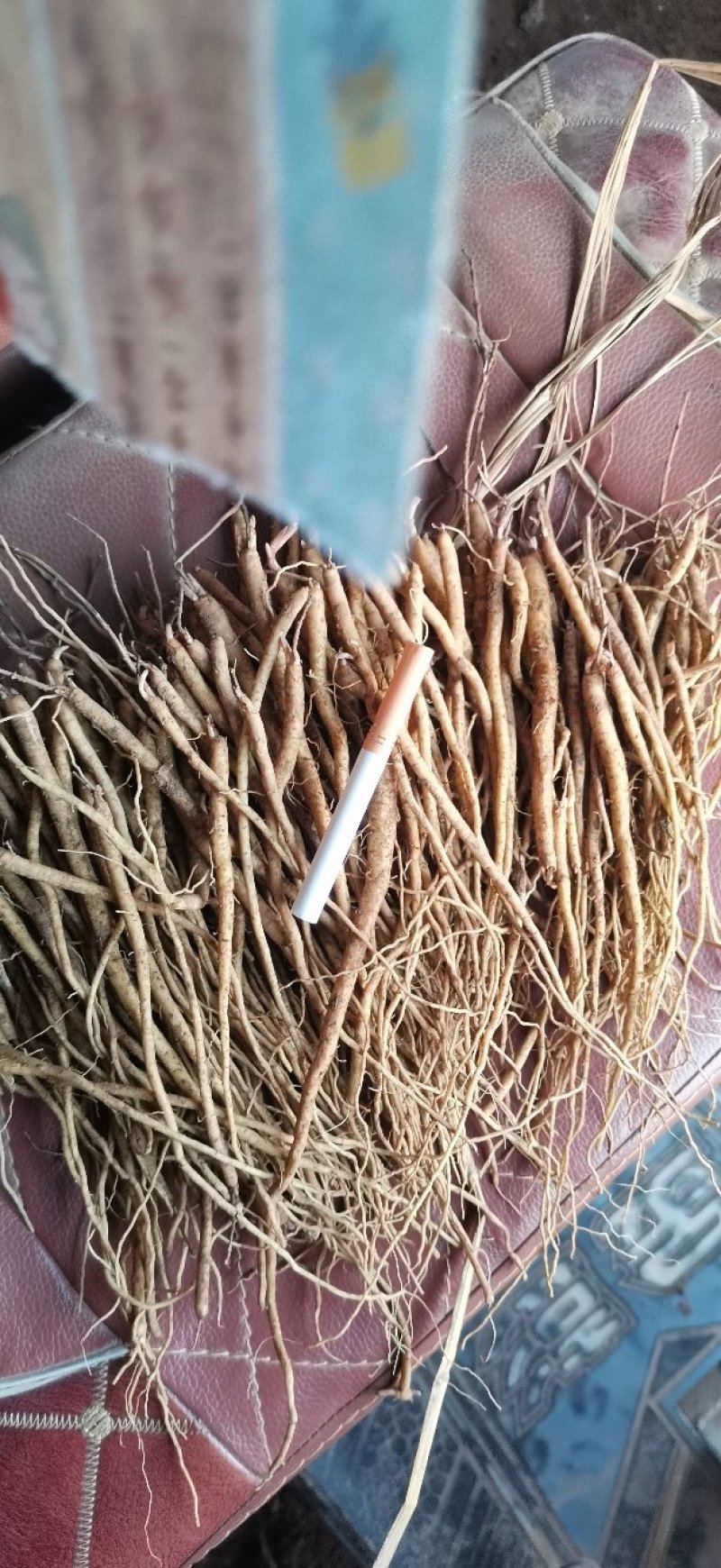 黄芩种苗