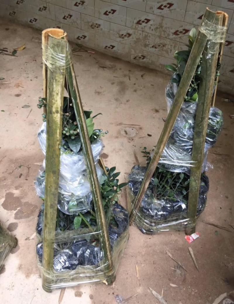 蓝莓苗带杯带果发货小小果苗盆栽阳台可种植