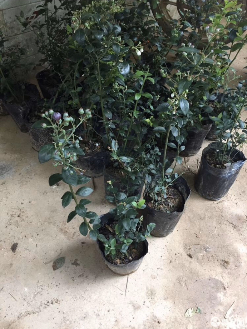 蓝莓苗带杯带果发货小小果苗盆栽阳台可种植