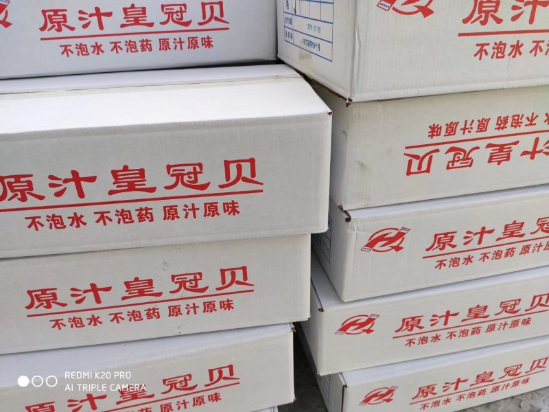 扇贝肉批发价一手货源