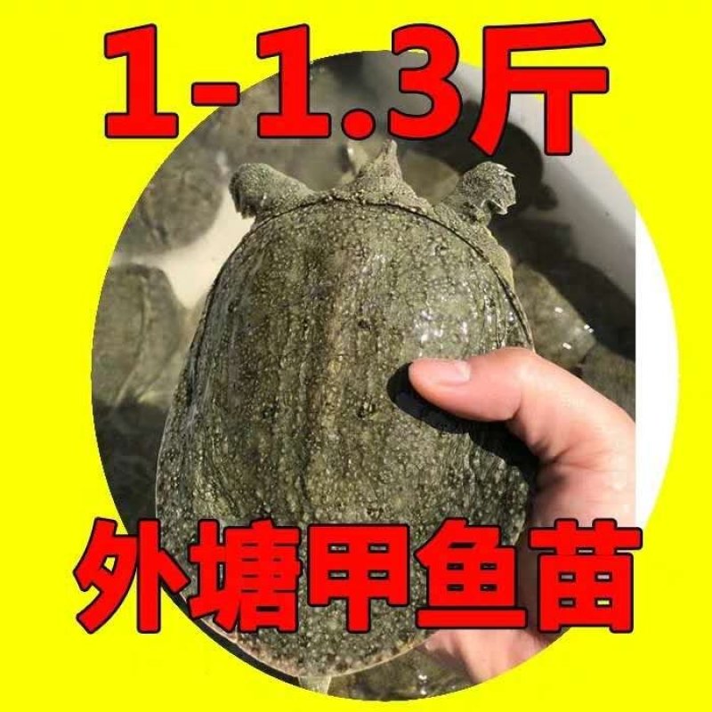 中华甲鱼苗公鱼0.8-1斤只29元一只包邮