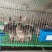 山东中超犬业杂交野兔品种展示有需要的朋友抓紧联系