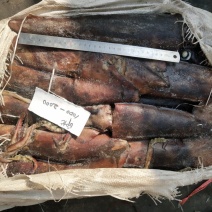 鱿鱼大鱿鱼原料鱼船冻规格齐全欢迎洽谈