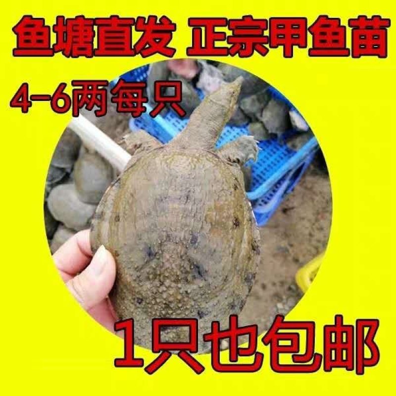 中华甲鱼苗4-6两14.6元一只顺丰包邮收货包活