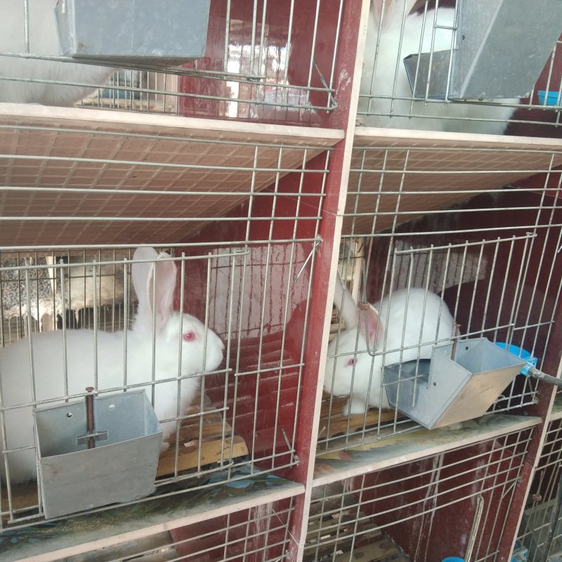 山东中超犬业杂交野兔品种展示有需要的朋友抓紧联系