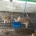 山东中超犬业杂交野兔品种展示有需要的朋友抓紧联系