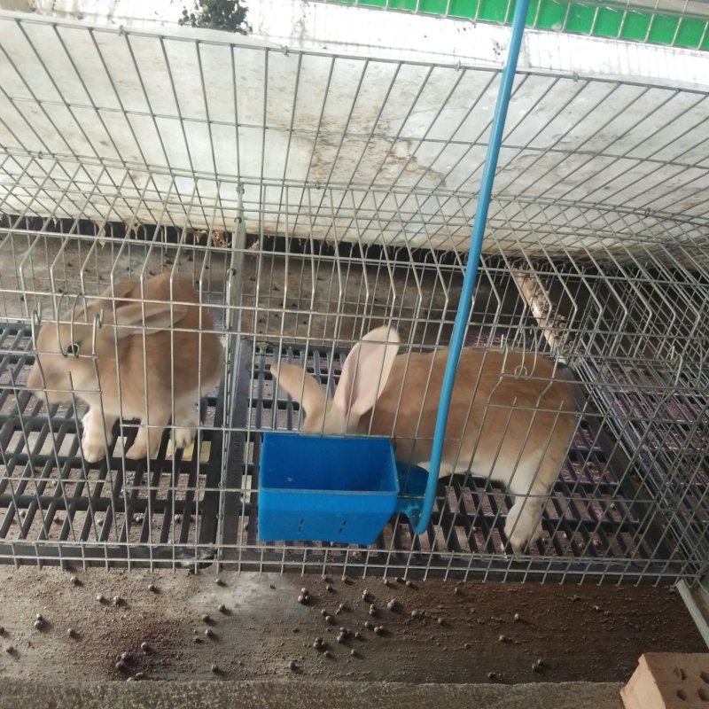 山东中超犬业杂交野兔品种展示有需要的朋友抓紧联系