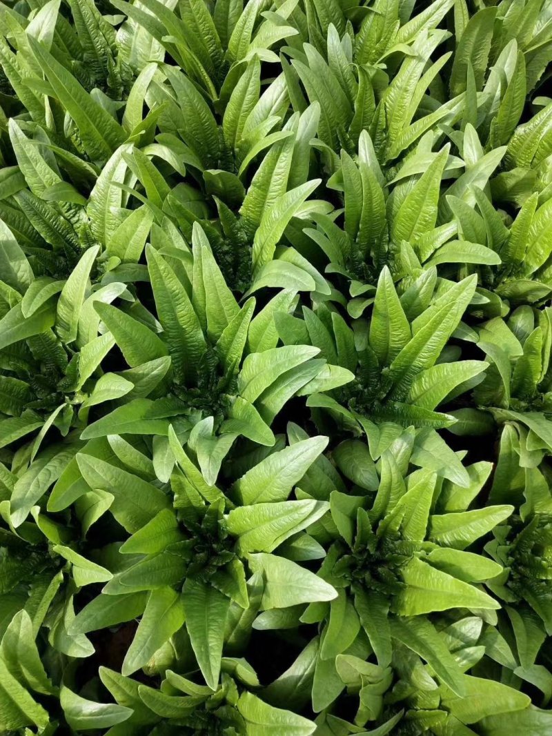 油麦菜，精品泡沫箱装，胶筐装油麦菜产地直发