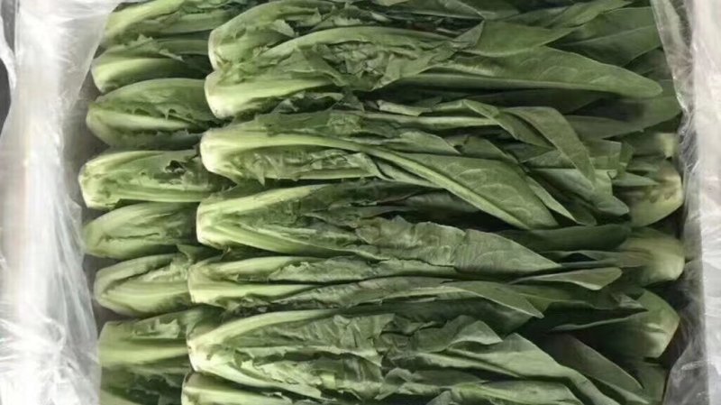 油麦菜，精品泡沫箱装，胶筐装油麦菜产地直发