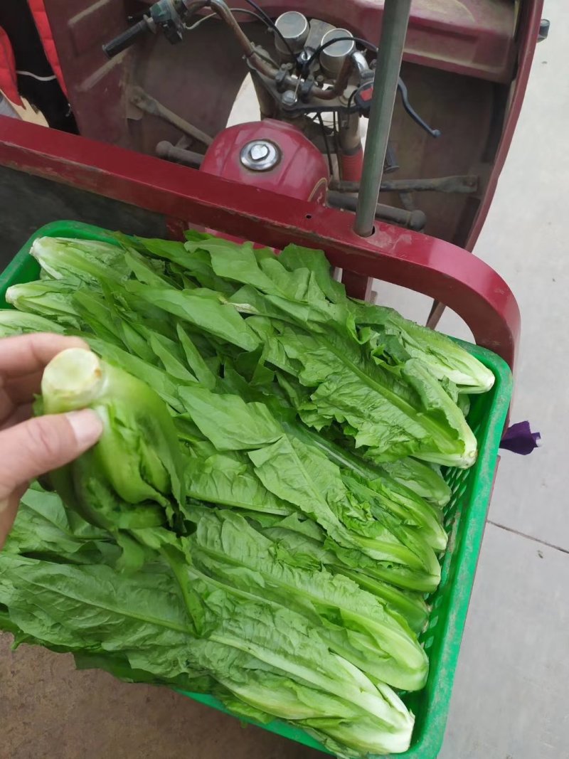 油麦菜，精品泡沫箱装，胶筐装油麦菜产地直发