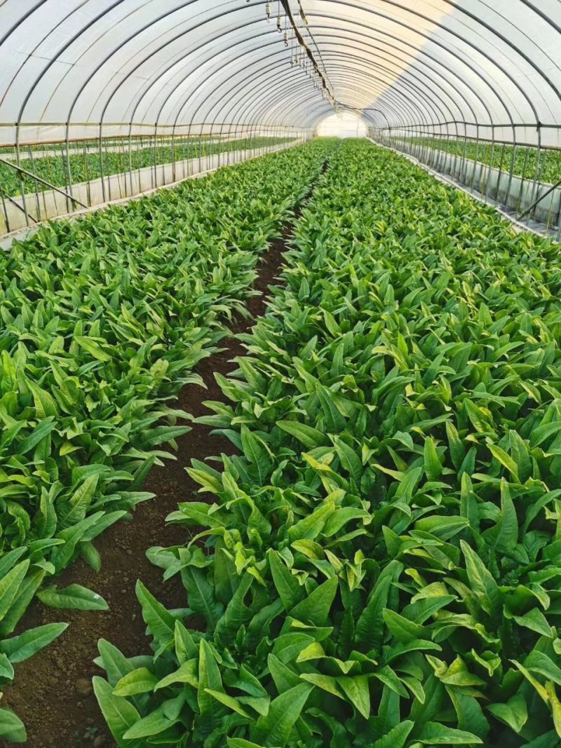 油麦菜，精品泡沫箱装，胶筐装油麦菜产地直发