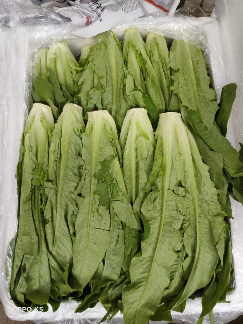 油麦菜，精品泡沫箱装，胶筐装油麦菜产地直发
