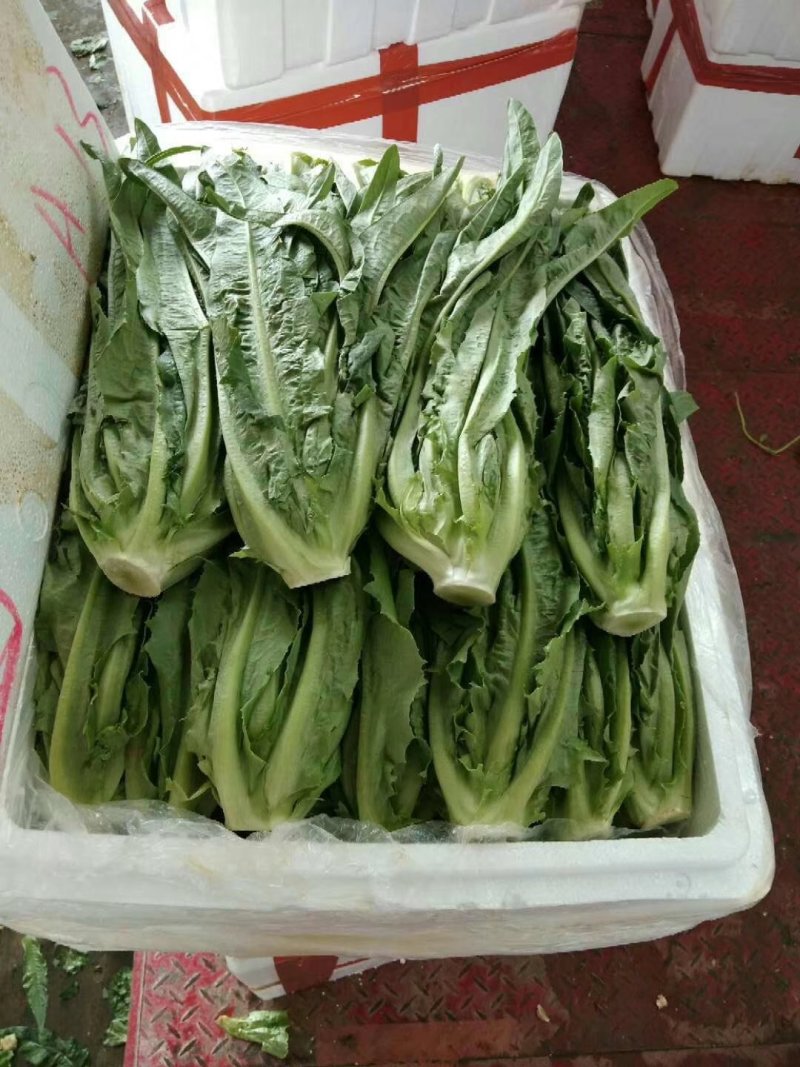 油麦菜，精品泡沫箱装，胶筐装油麦菜产地直发