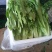 油麦菜，精品泡沫箱装，胶筐装油麦菜产地直发