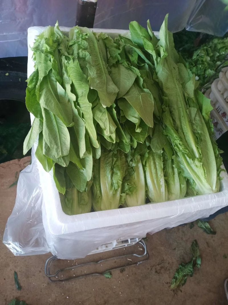 油麦菜，精品泡沫箱装，胶筐装油麦菜产地直发
