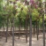 大量供应8-18公分嫁接香花槐，移植苗，易成活，树形好，