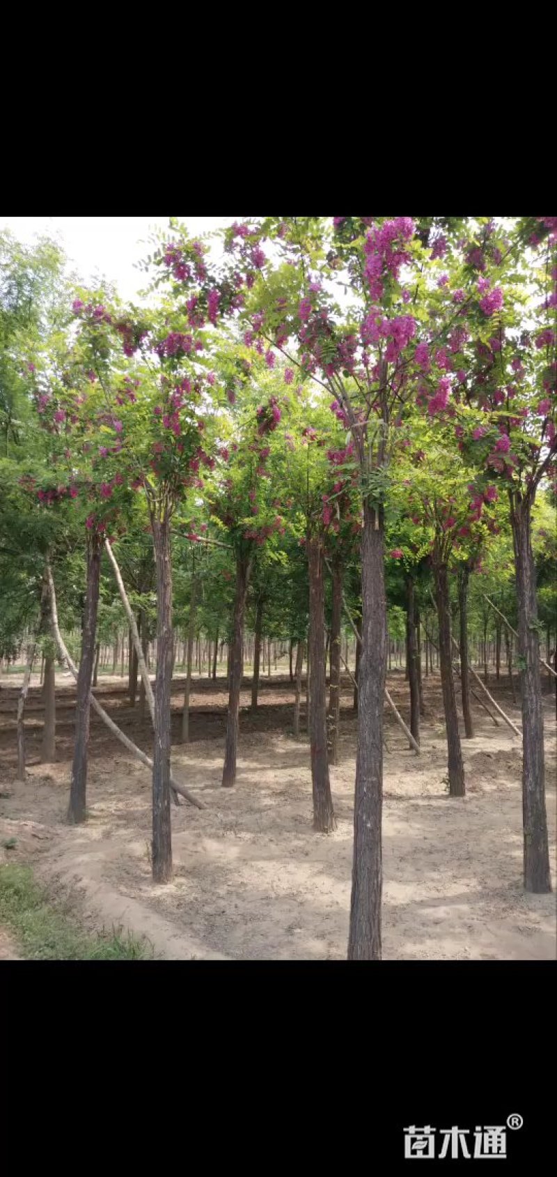 大量供应8-18公分嫁接香花槐，移植苗，易成活，树形好，