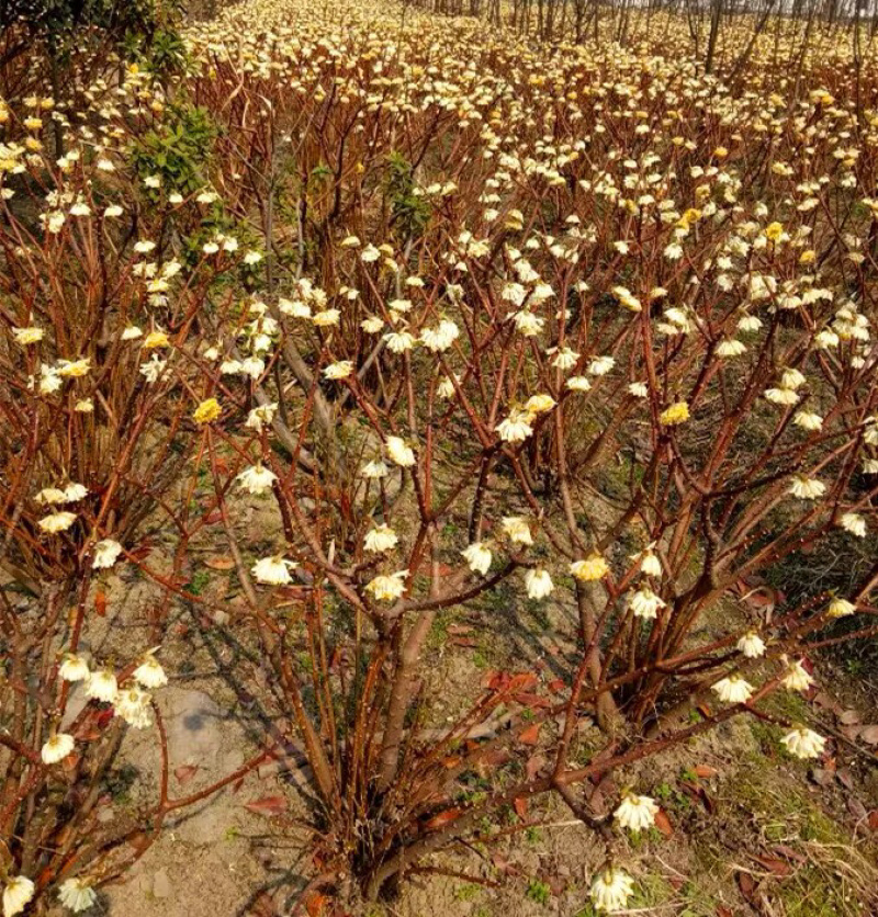 结香花结香花苗结香花树苗浓香扑鼻耐寒花卉