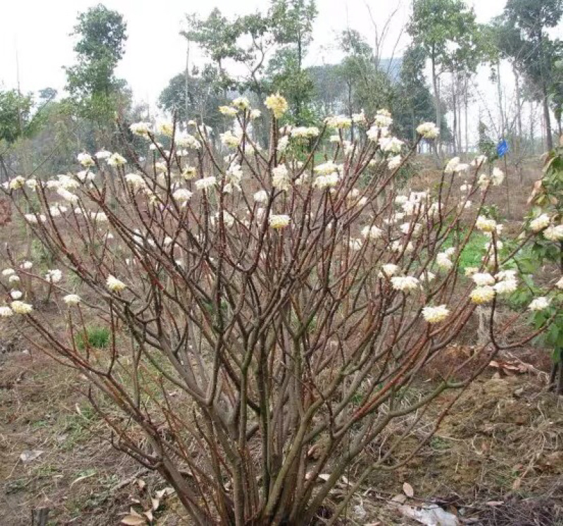 结香花结香花苗结香花树苗浓香扑鼻耐寒花卉