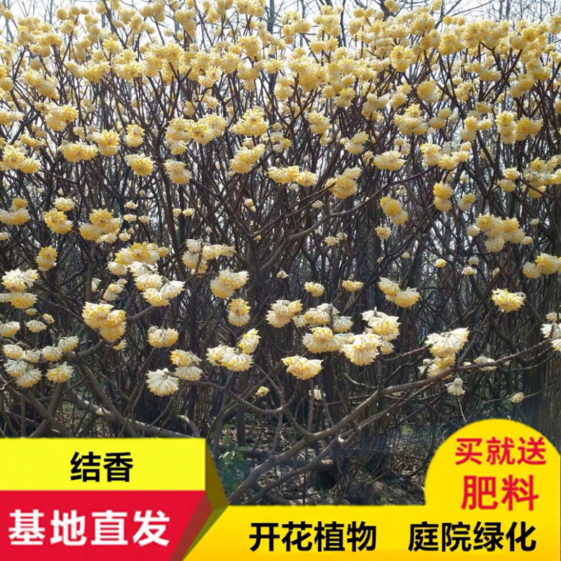 结香花结香花苗结香花树苗浓香扑鼻耐寒花卉